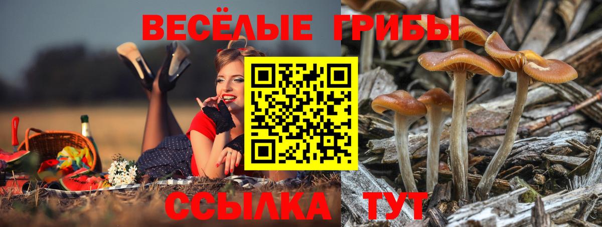 Солнечногорск  Галлюциногенные грибы Psilocybe  Вход с VPN  Псилоцибиновые грибы Psilocybe 